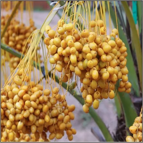 Pembekal Kurma